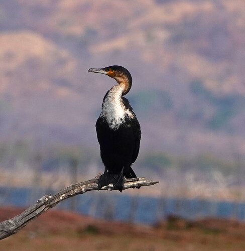 iNaturalist image