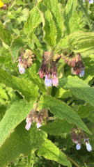 Symphytum officinale