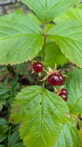 Stone Bramble
