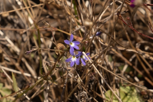 Lobelia dioica observed 2026-08-14