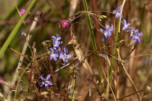 Lobelia dioica observed 2026-08-14