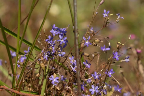 Lobelia dioica observed 2026-08-14