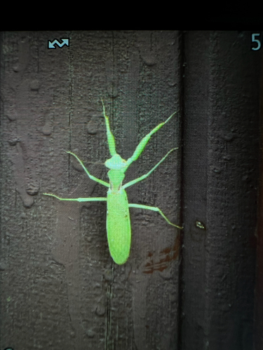Giant Asian Mantis