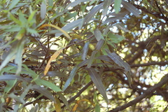Nectandra angustifolia