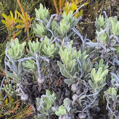 Syncarpha vestita