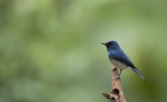 Cyornis pallidipes