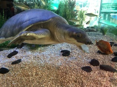 Carettochelys insculpta