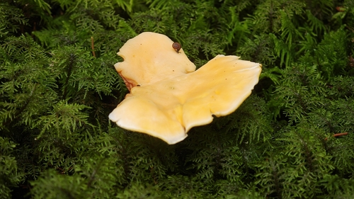 Cantharellus pallens