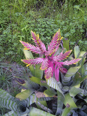 Aechmea chantinii