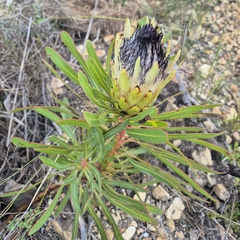 Protea longifolia