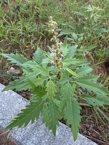 Five-leaved chaste tree