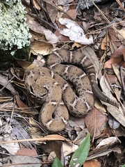 Crotalus willardi