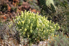 Castilleja grisea