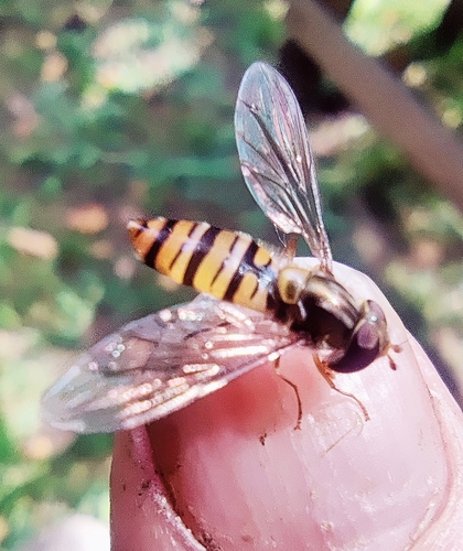 Marmalade Hover Fly