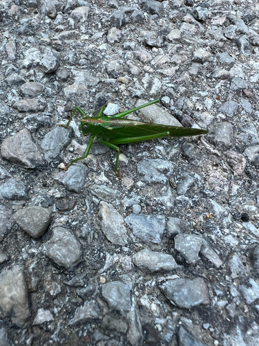 Great Green Bush-cricket