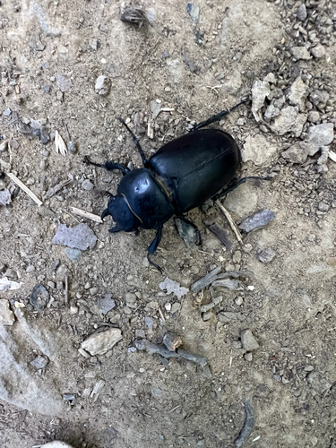 European Stag Beetle