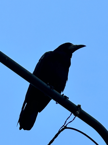 Rook