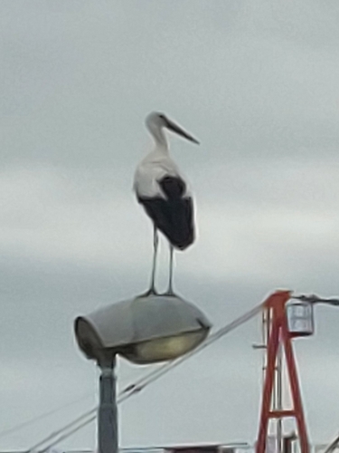 White Stork