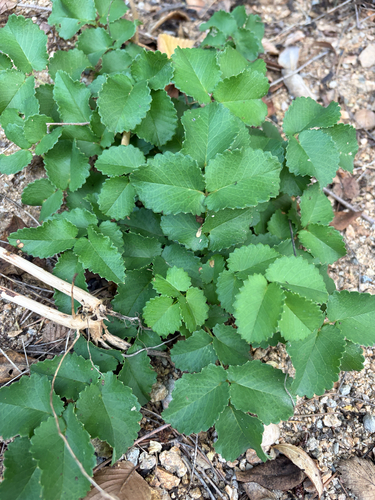 Sanguisorba applanata