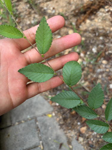 Siberian elm