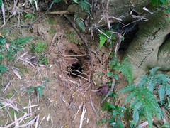 Manis pentadactyla pentadactyla