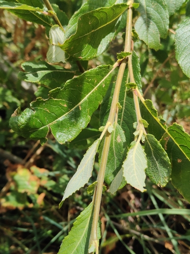 Salix appendiculata, photograph 6