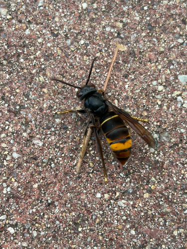 Yellow-legged Hornet