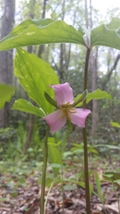 Trillium catesbaei