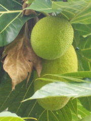 Artocarpus camansi