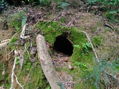 Manis pentadactyla pentadactyla