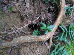 Manis pentadactyla pentadactyla