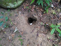 Manis pentadactyla pentadactyla