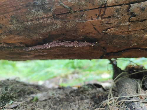 Phellopilus nigrolimitatus observed 2026-08-22