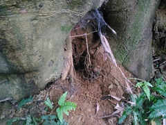 Manis pentadactyla pentadactyla