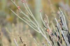 Euphorbia lomelii