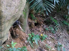 Manis pentadactyla pentadactyla