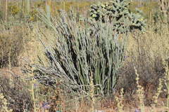 Euphorbia lomelii