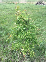 Pyrus communis pyraster