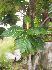 Artocarpus camansi
