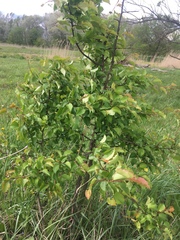 Pyrus communis pyraster