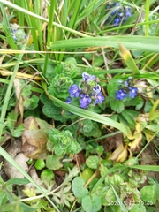 Ajuga genevensis