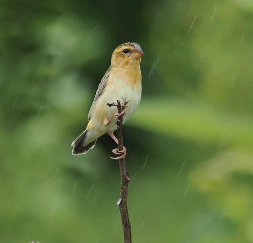 Asian Golden Weaver