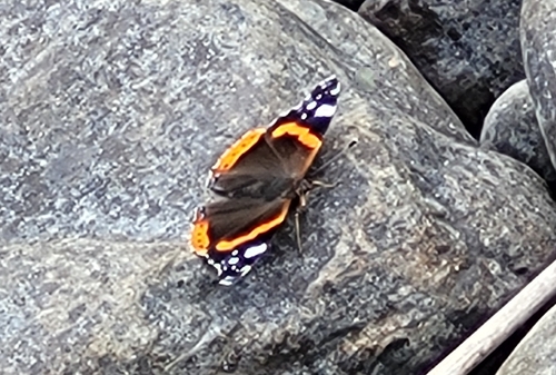 Red Admiral