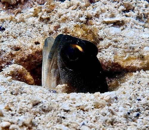 Opistognathus randalli observed 2026-08-20