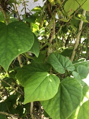 Cercis chinensis
