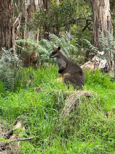 Swamp Wallaby