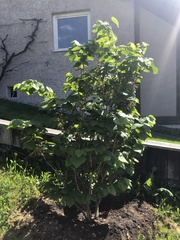 Cercis chinensis