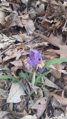 Iris verna