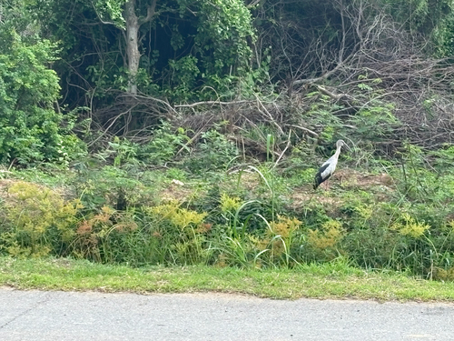 Asian Openbill