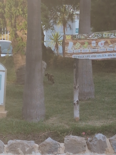 Domestic Cat